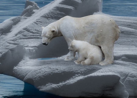 Polar bear and stranded cub.